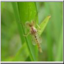Chironomidae sp - Zuckmuecke 01a.jpg
